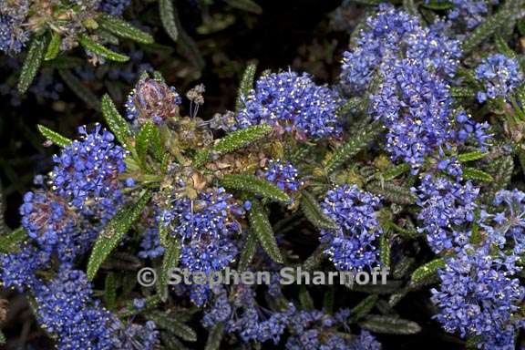 ceanothus papillosus var roweanus 3 graphic